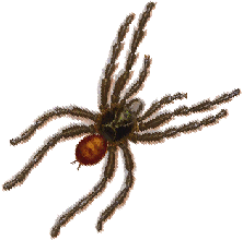 Tarantula