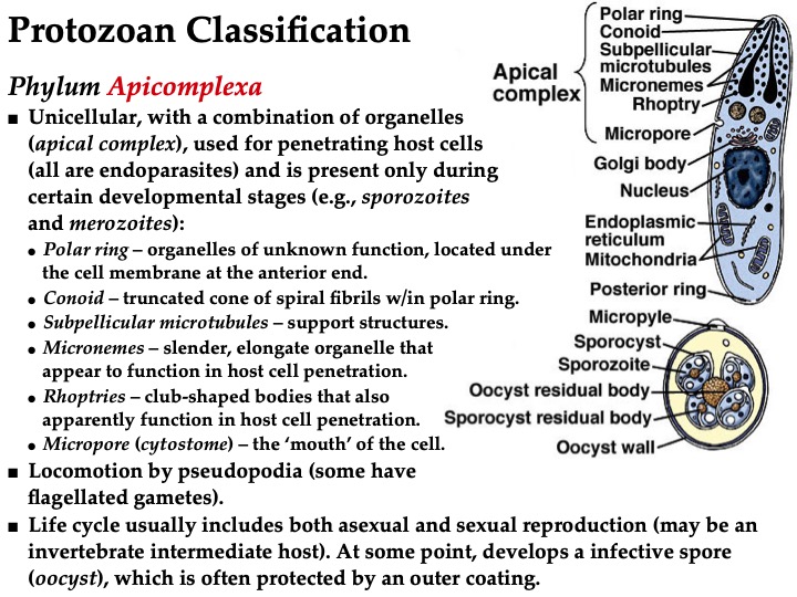 Phylum Apicomplexa Examples Apicomplexa Slide