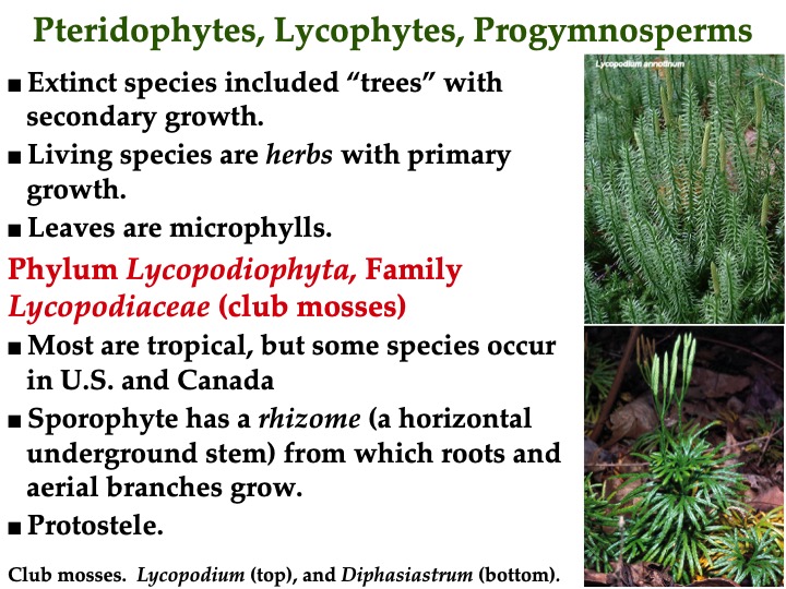 Lecture 07 Seedless Vascular Plants